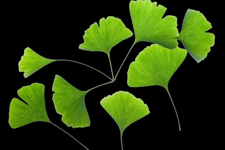 Инструкция по применению гинкго билоба