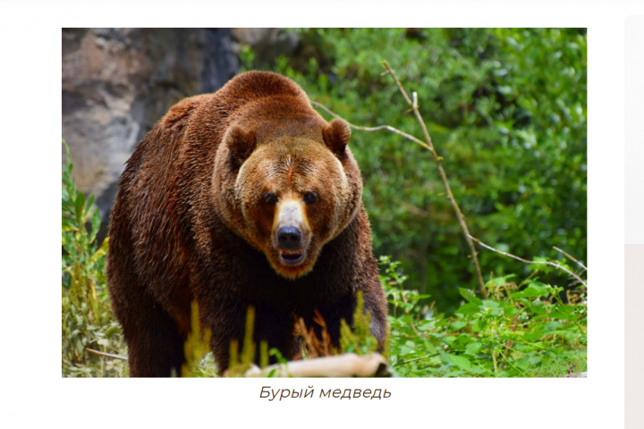 Применение медвежьей желчи в лечении онкологии