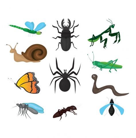 Паттерн насекомые