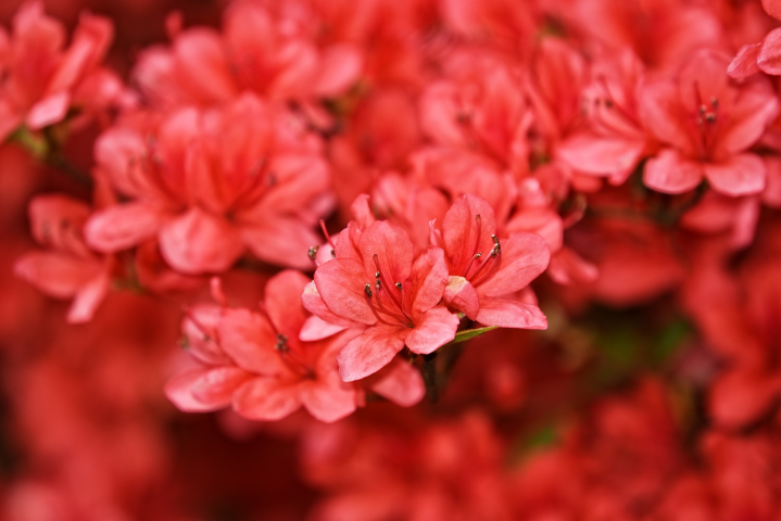 Описания растений: Азалия Индика мини микс