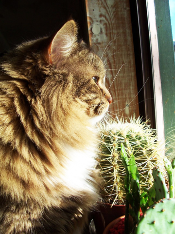 Исчезнувшая, или фантомы потерянных конечностей