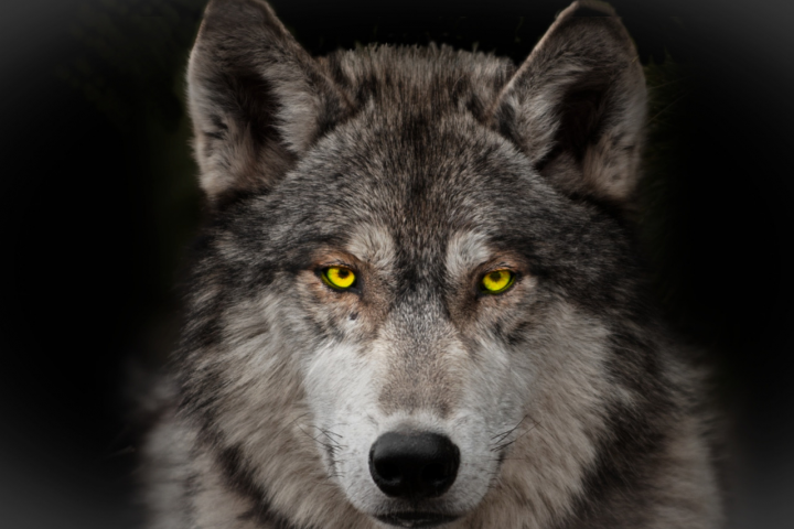 Аудиокнига "Волки" И.Бунин