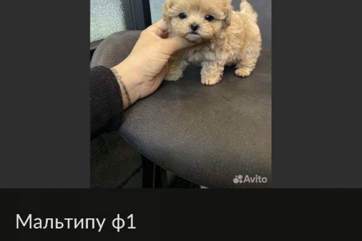 объявление на авито