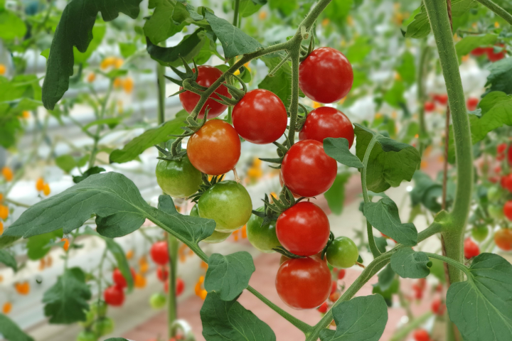 Прототип для сайта по продаже теплиц