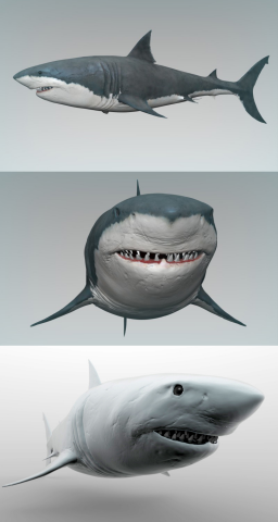 Shark