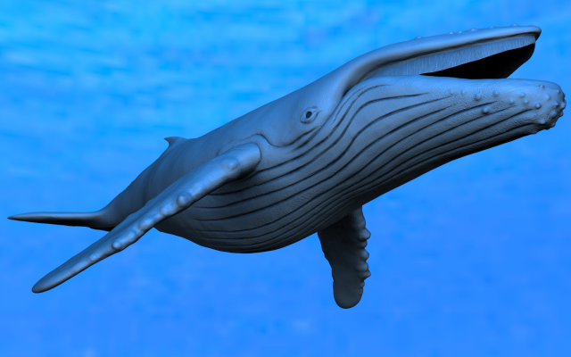 Humpback whale