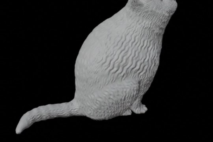 котенок