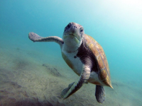 Тенерифе - Сноркелинг с черепахами
