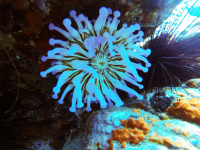 Лучшие места для дайвинга на острове Тенерифе