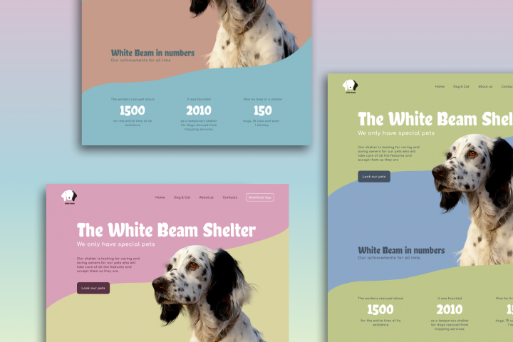 Дизайн концепт для приюта Белый Бим