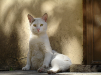 Белая кошка