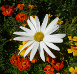 Работа 2963715