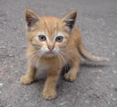 Любопытный котенок