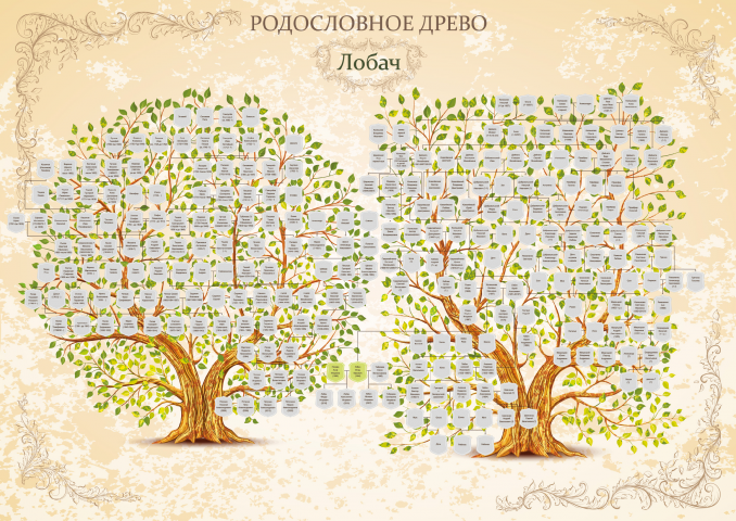 Дизайн родословного древа