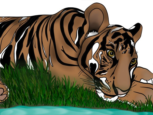 Иллюстрация тигр