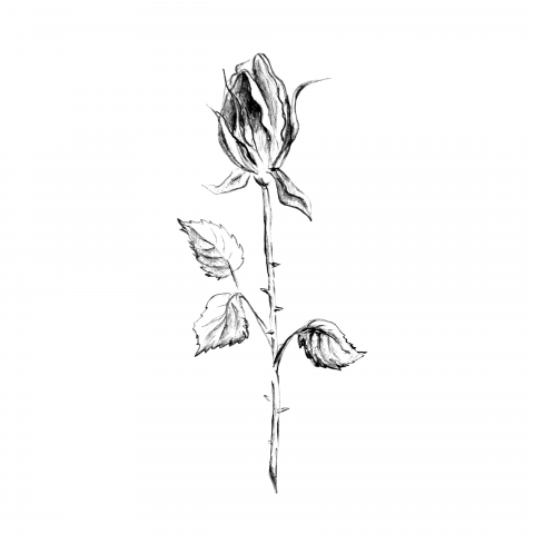 Векторная иллюстрация цветка розы (исх.карандашный эскиз)