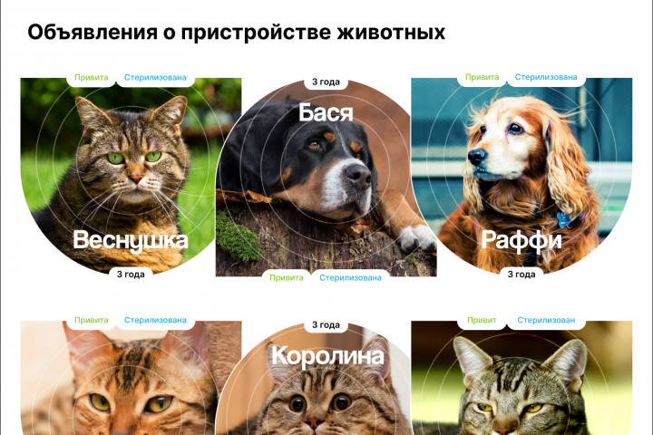 Дизайн интернет-магазина Petzone