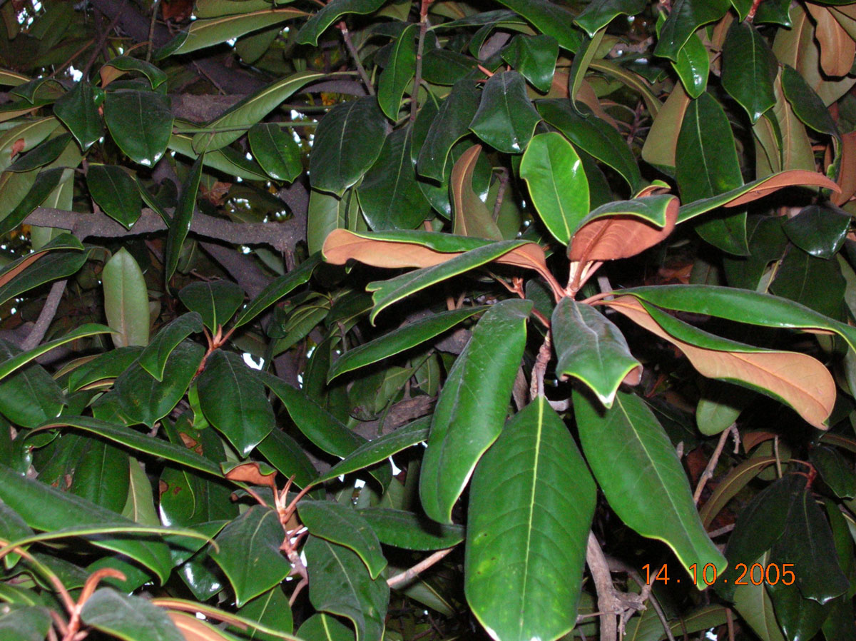 pic61961.jpg