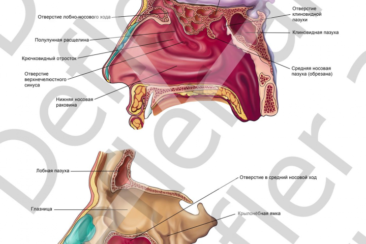 Медицинские иллюстрации