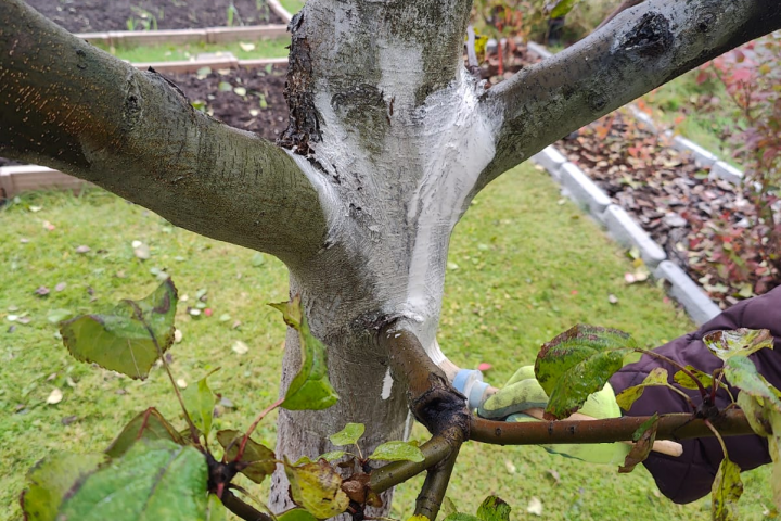 Садовник-озелененитель