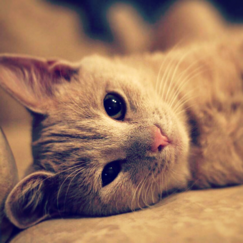 Котик засыпает - фотосъёмка, цветокоррекция