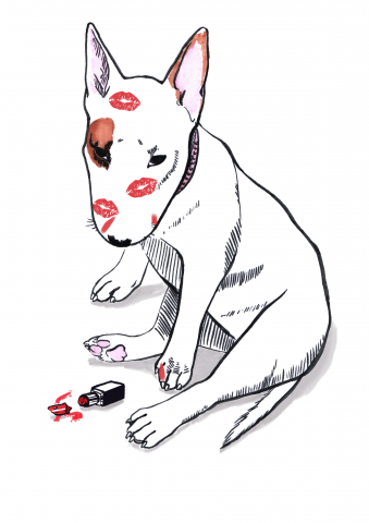 мини бультерьер ест помаду