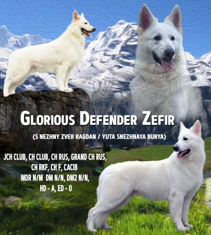 Щвейцарская овчарка