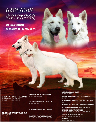 Продажа щенков