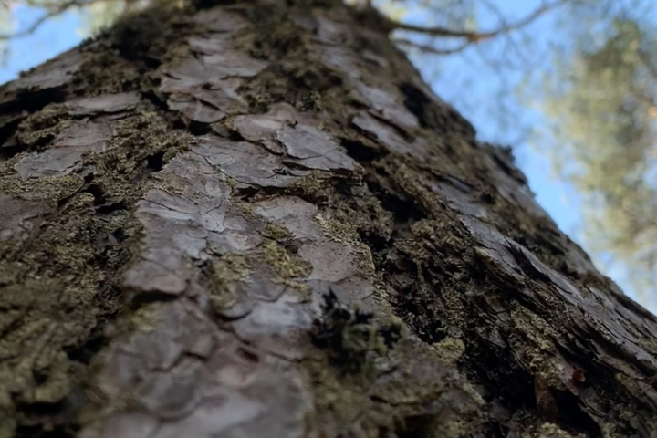 Эстетика природы