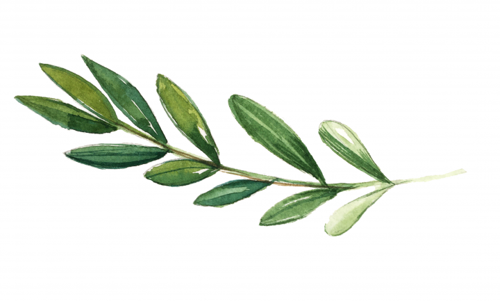 Веточка для лого