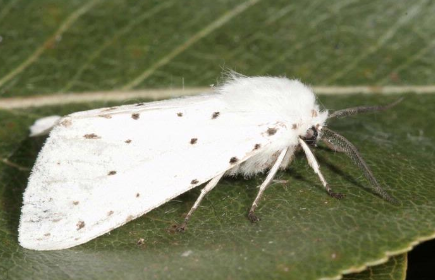 Американская белая бабочка