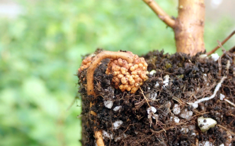 Азотфиксирующие бактерии