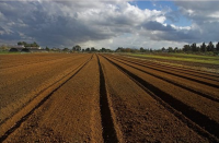 Плодородный грунт