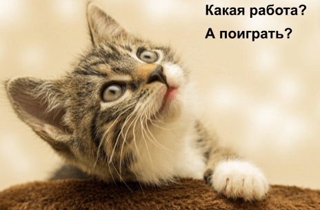 Воспитание котенка