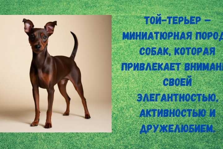 Презентация