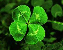 Дърварят и мечката