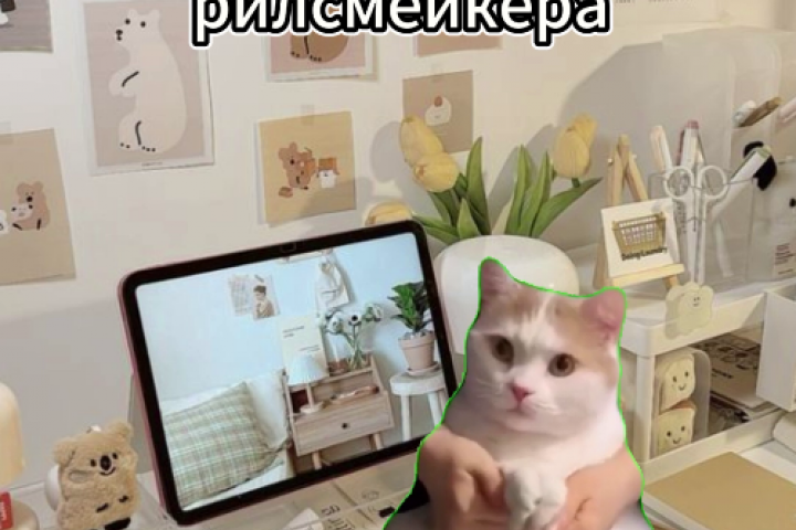 День из жизни рилсмейкера (мемы с котами)
