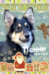 Коллаж для приюта бездомных животных