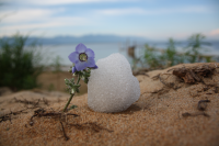 Цветок и снег