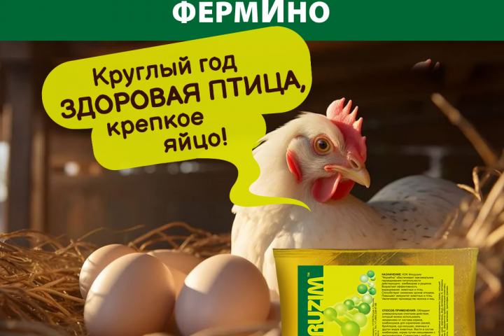 Инфографика ОЗОН и ВБ