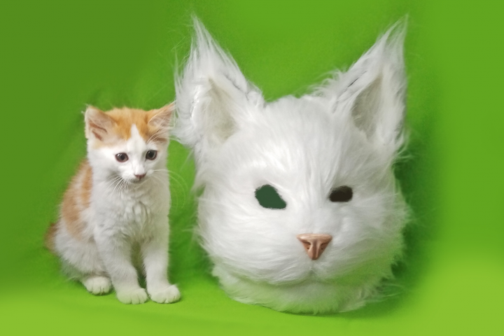 маска кота