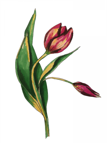 tulip