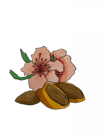 almond