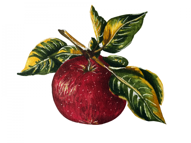 apple