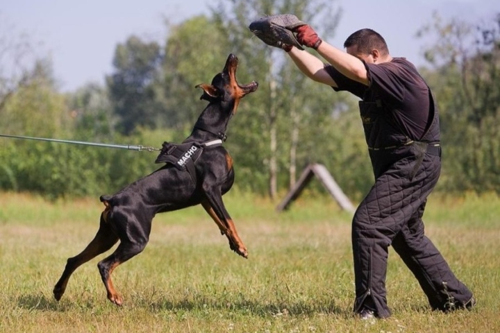 Дрессировка собак