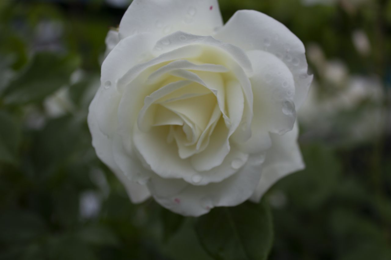 pic4351318.jpg