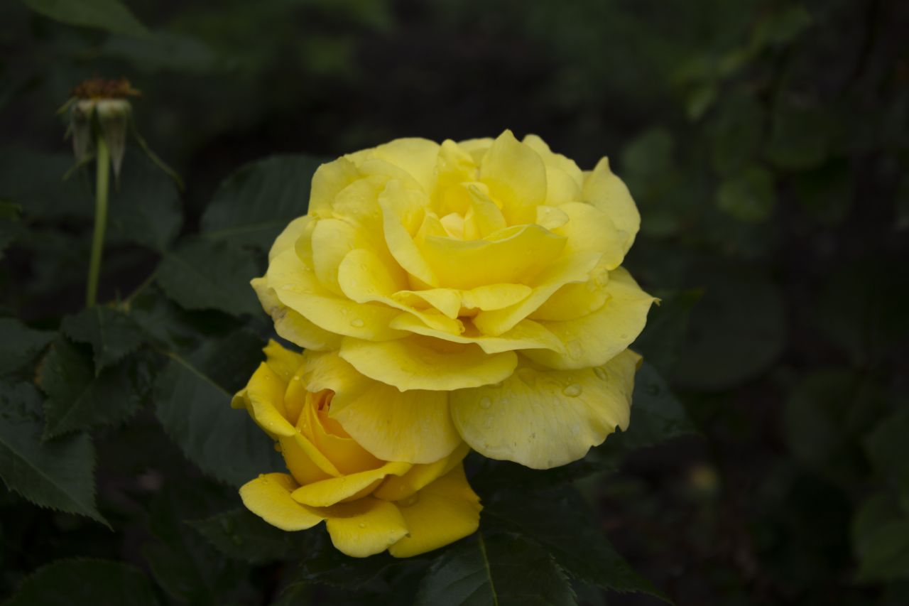 pic4351317.jpg