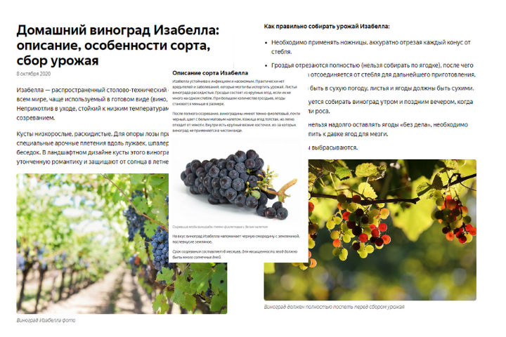 Домашний виноград Изабелла: описание, особенности сорта