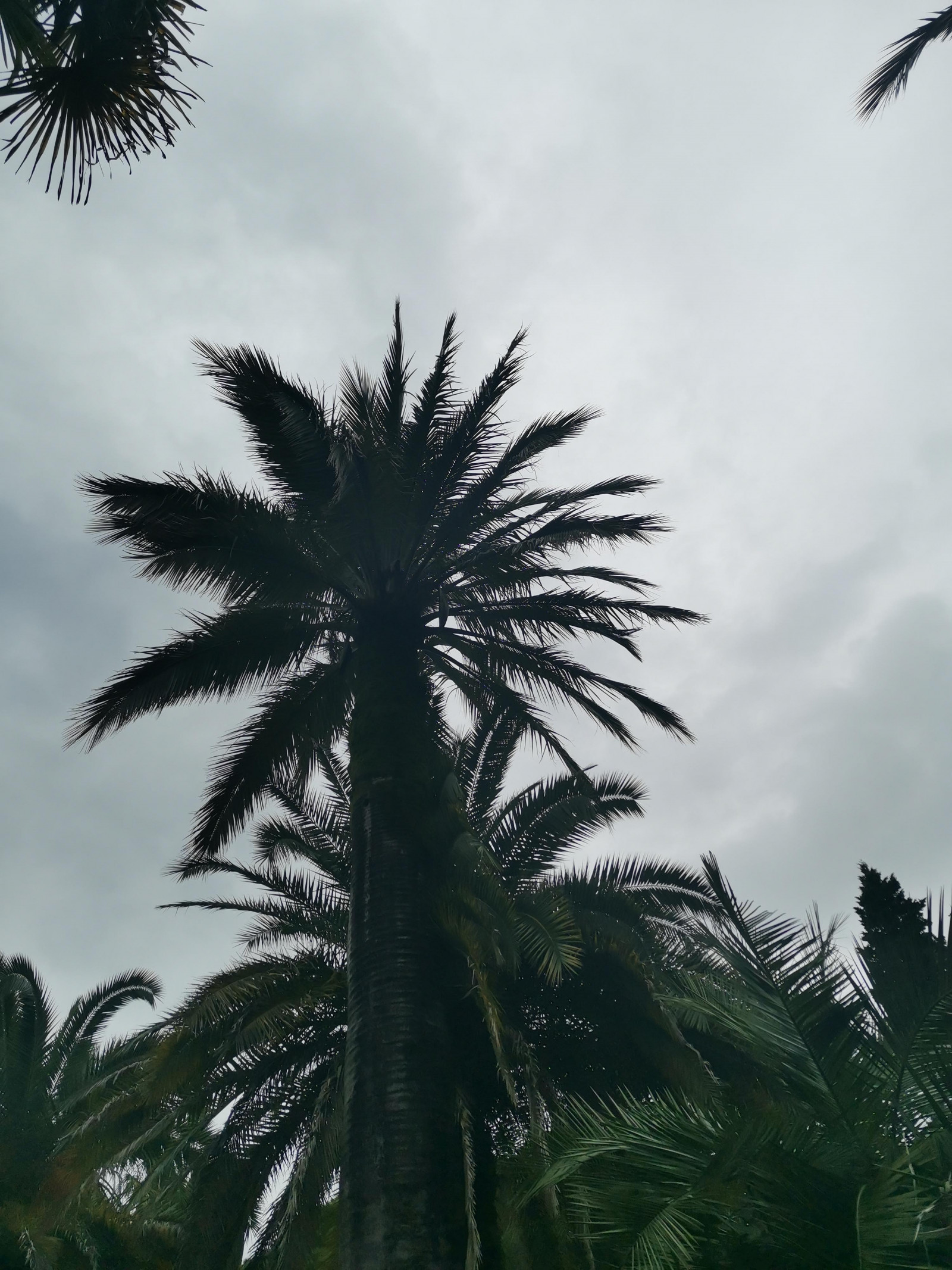 pic4633300.jpg