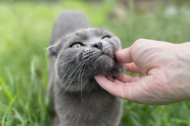 Фото похожего кота